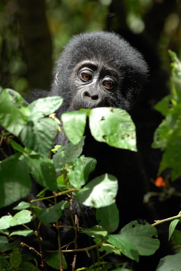 Nkuringo Bwindi Gorilla Lodge Экстерьер фото